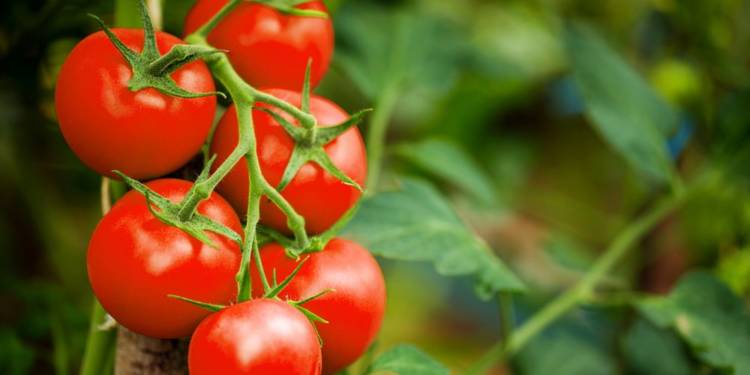 The Phenomenal Health Benefits of Tomatoes